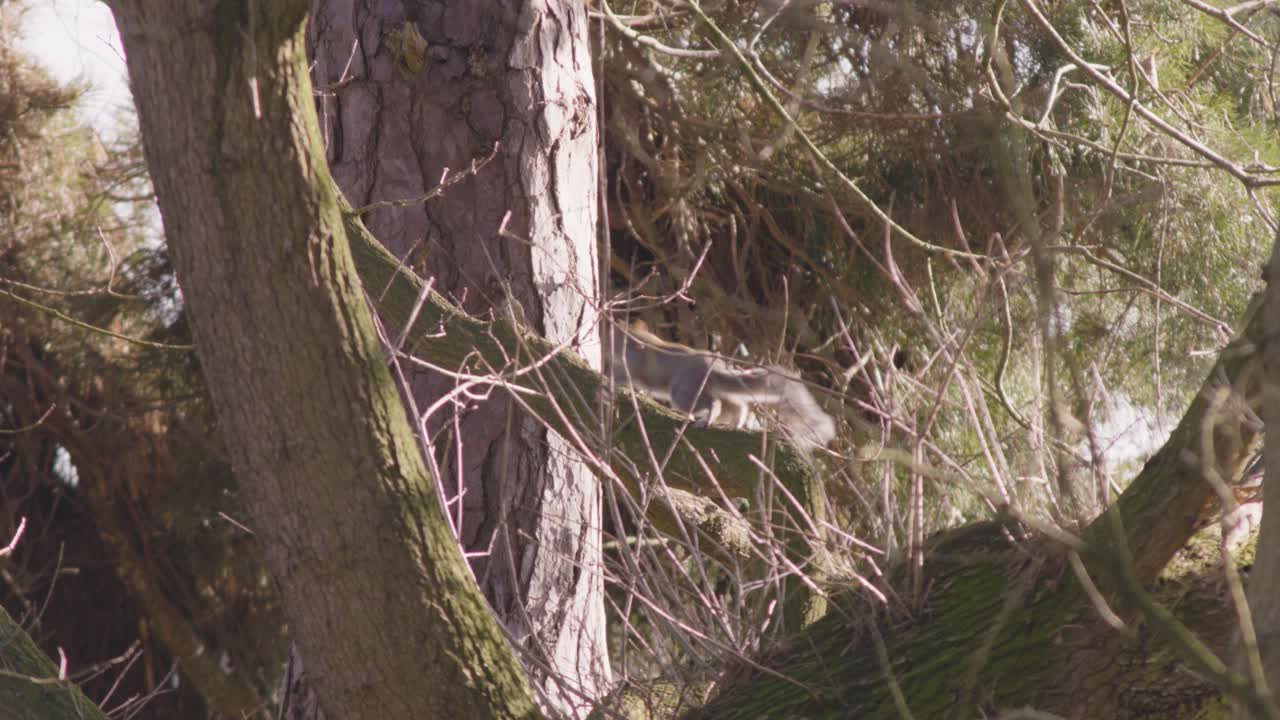 Squirrel surrounded by branches at the top of a tree in the forest in Thetford, England