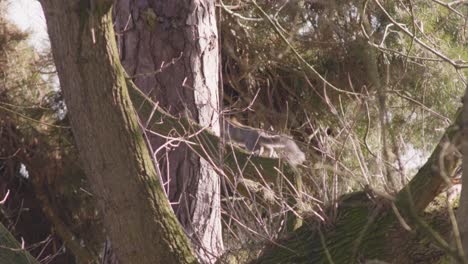 Squirrel-surrounded-by-branches-at-the-top-of-a-tree-in-the-forest-in-Thetford,-England