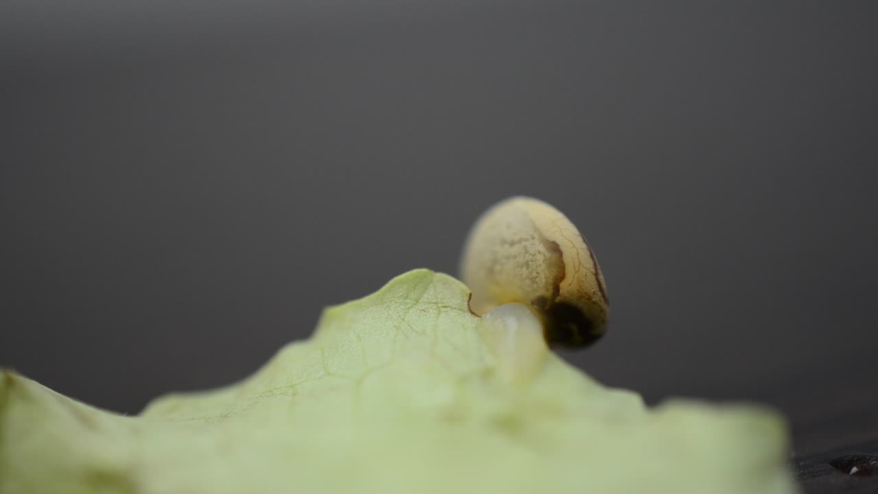 レタスの葉とカタツムリ。小さな庭のカタツムリ