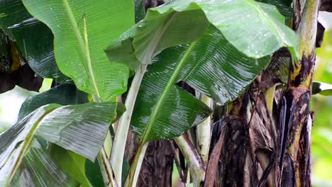 close-up full hd footage of banana trees during heavy rain