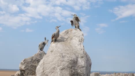 stone resort jetty promenade cormorant bird sculptures at morecambe beach under blue sky dolly slow left