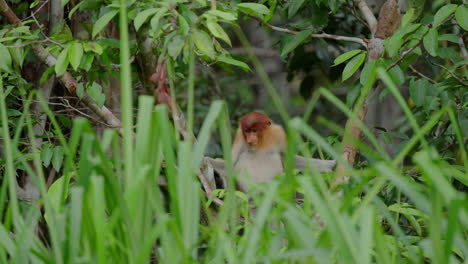 proboscis monkey in the rainforest