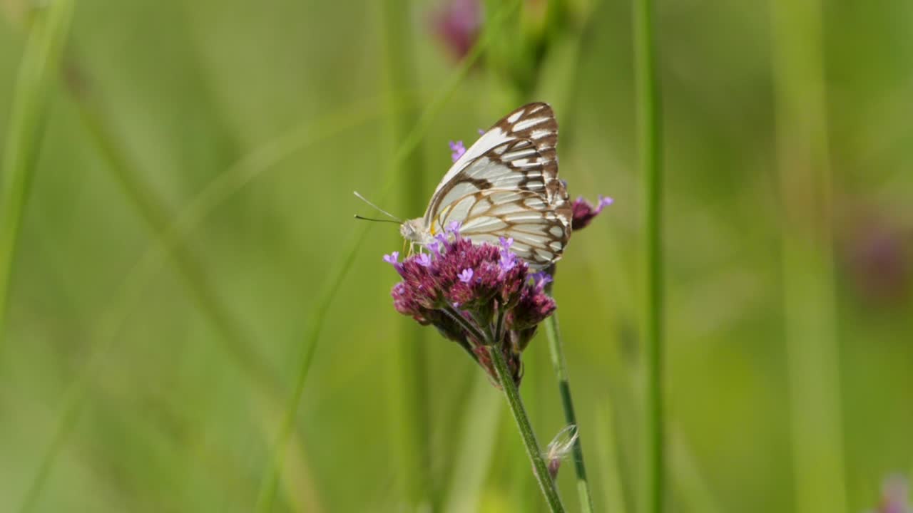 Primo piano di una farfalla bianca venata di marrone posata su fiori viola di Verbena Bonariensis in mezzo a un lussureggiante prato verde.