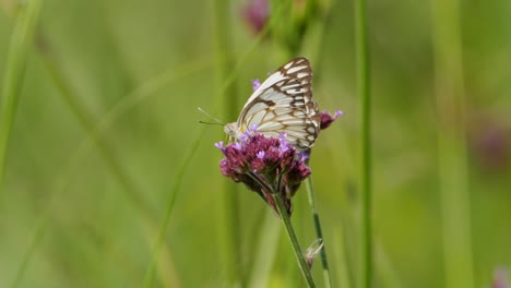 close-up of a brown-veined white butterfly sitting atop purple tall verbena flowers amid luscious green grassland