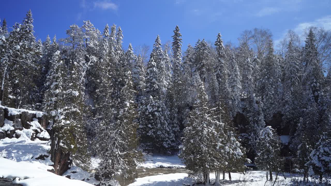 Pine Tree Forest Covered With Snow During Winter In Gooseberry Falls State Park, Minnesota, USA. - wide shot