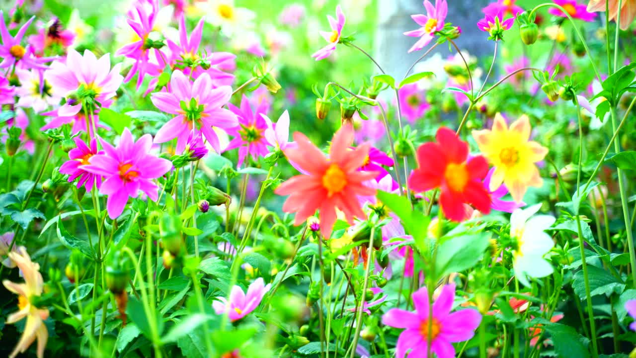 태양-10에 빛나는 정원의 꽃