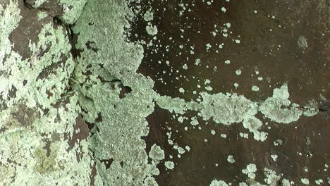 patches of foliose lichen growing on rock surfaces