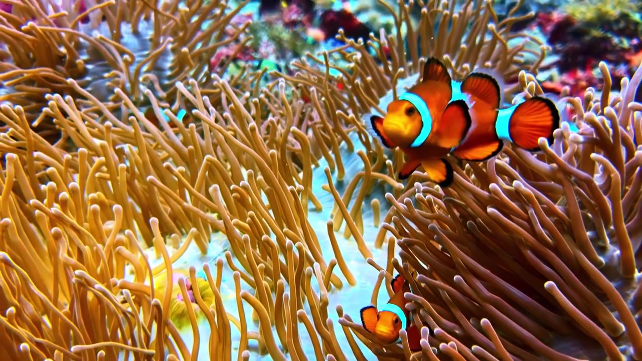 Lys orange klovnfisk navigerer gennem de flydende tentakler på en stor søanemone.