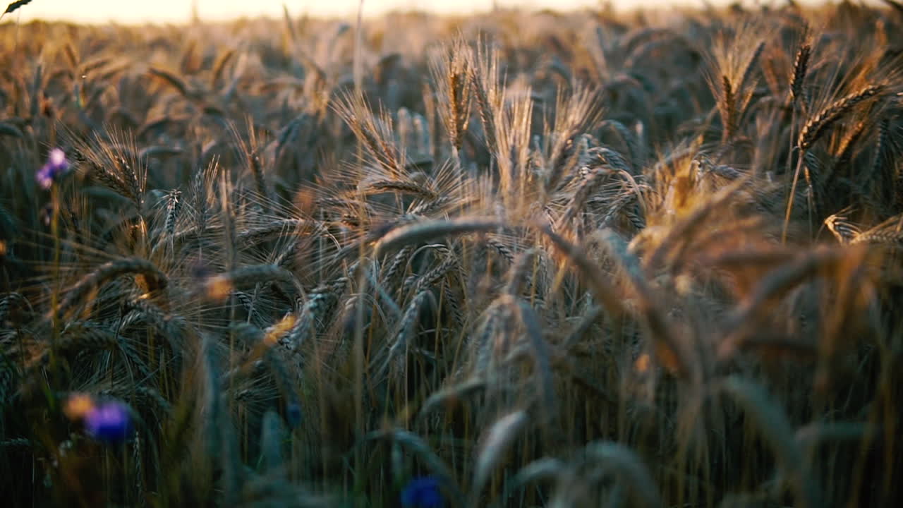 вид на верхнюю часть зерна и замедленная съемка ходьбы