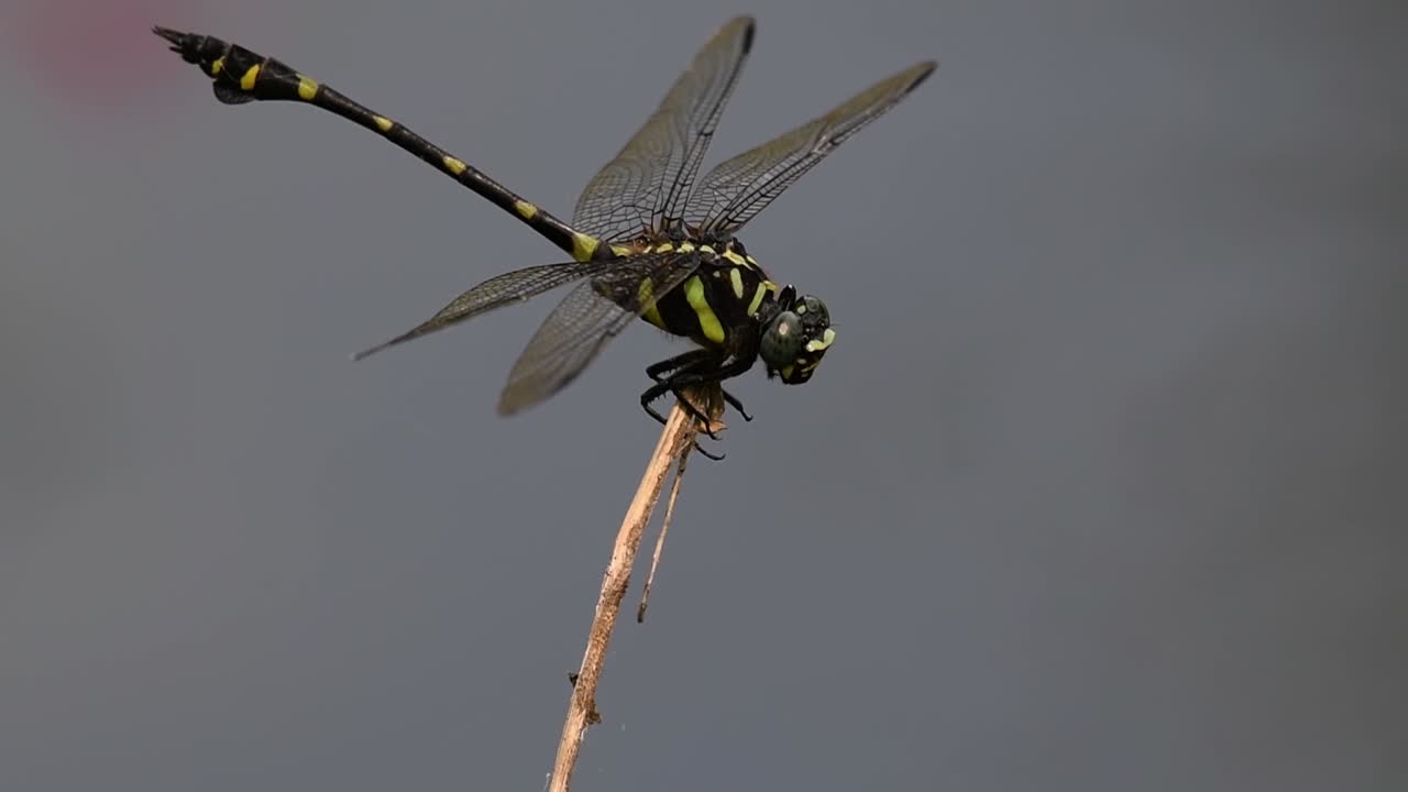 The Common Flangetail dragonfly is commonly seen in Thailand and Asia; the size can be medium and large with yellow and black as pattern. Its wings are clear accented with black lined veins