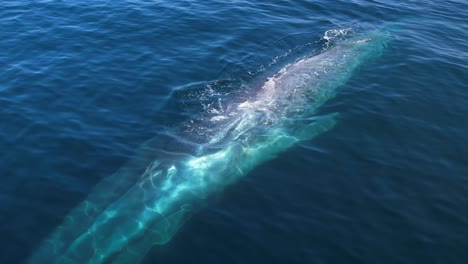 Ballena-Azul-Que-Pasa-Por-La-Cámara-Para-Dar-Una-Perspectiva-De-Tamaño-Mientras-Lanza-Un-Hermoso-Arco-Iris