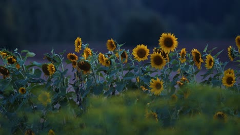 Una-Hilera-De-Girasoles-Al-Atardecer,-Luz-Azul-Oscuro-Después-Del-Atardecer