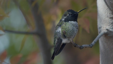 Side-profile-of-humming-bird-4k