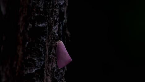 seen on a bark of a tree in the dark of the forest while moving up the tree, pink planthopper, flatid, thailand