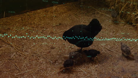 black hen and chicks pecking and foraging in coop, displaying floating green data points