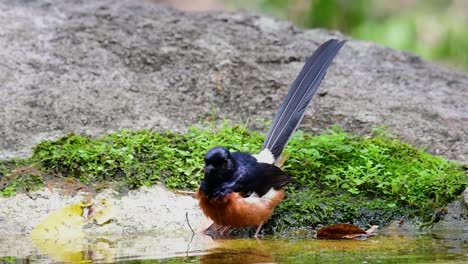 White-rumped-Shama-bathing-in-the-forest-during-a-hot-day,-Copsychus-malabaricus,-in-Slow-Motion