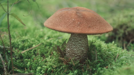 beautiful mushroom in the forest bed