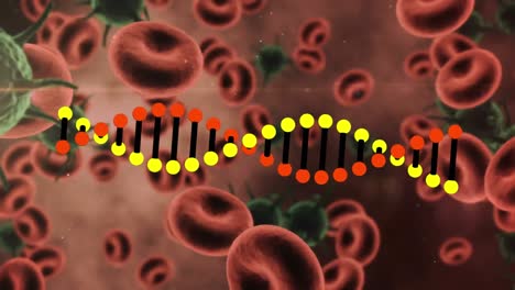 animación digital de la estructura del adn que gira sobre múltiples células y vasos sanguíneos de covid-19
