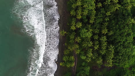 Antena-De-Arriba-Hacia-Abajo-Sobre-La-Playa-De-Palmeras-Mientras-Las-Olas-Llegan-Desde-El-Océano-Pacífico,-4k