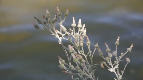 Beautiful-view-of-thistle-against-moving-water-with-sunlight-and-shadow-contrast-over-plants-flower-heads