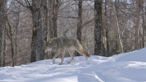 coyote leaves it hill to patrol winter path