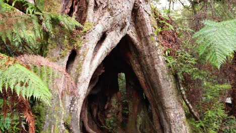 journey through a giant tree in melbourne