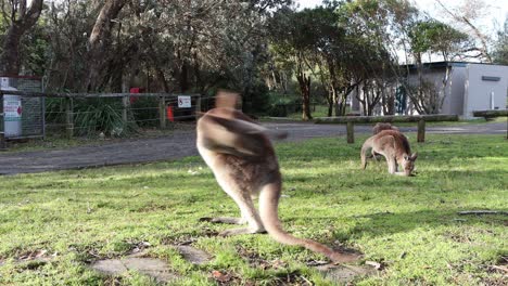 three grey kangaroos groom and feed on grass at jervis bay's cave beach park in australia, locked shot