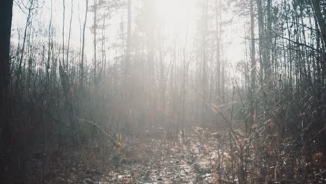 sun in the forest