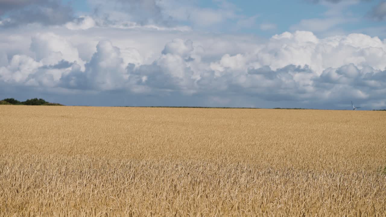 guldgule hvedefelter under den skyblå himmel.