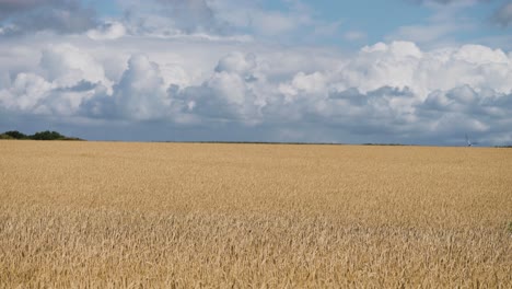golden yellow wheat fields under the cloudy blue sky