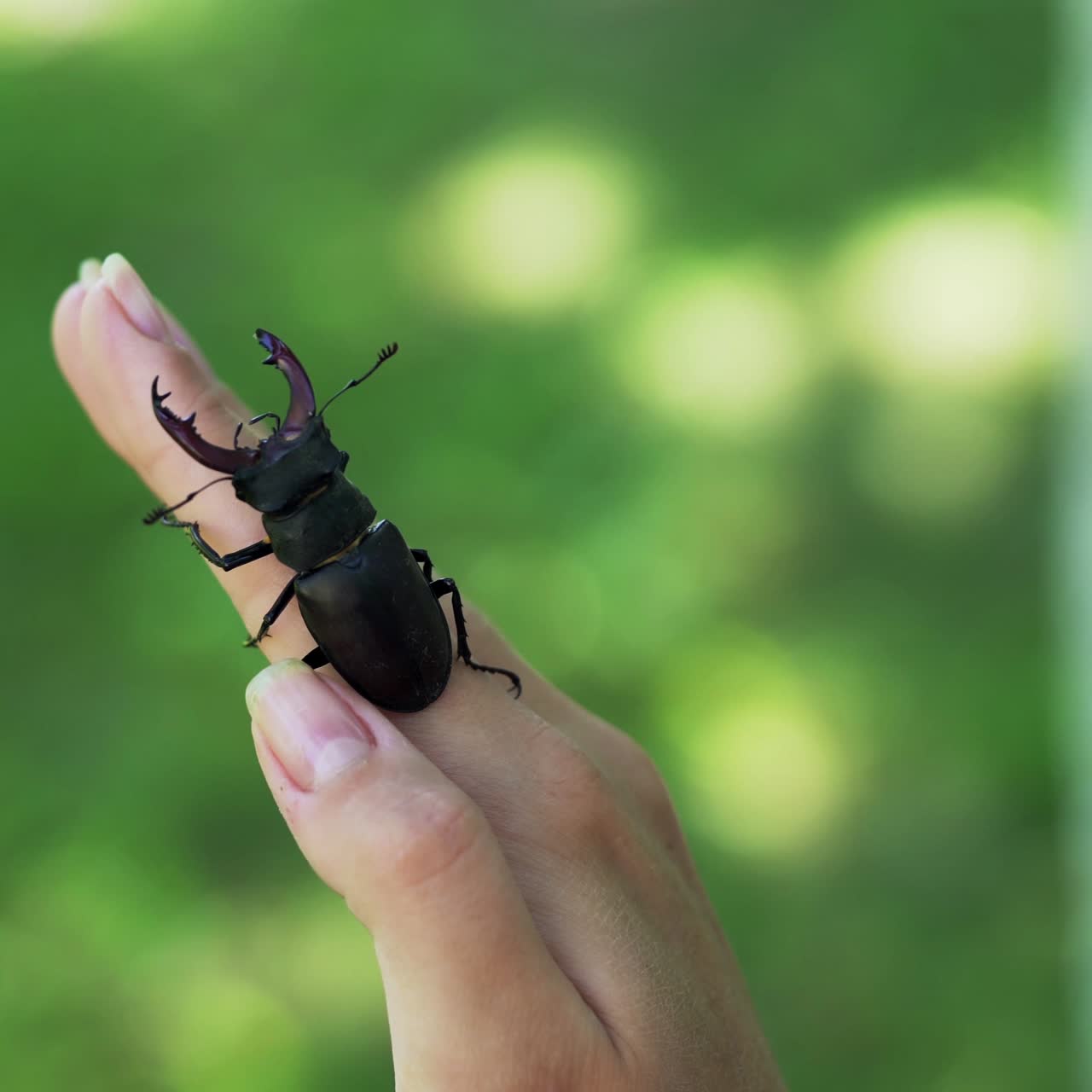 Stag beetle in hand. Lucanus cervus. Fighting beetles