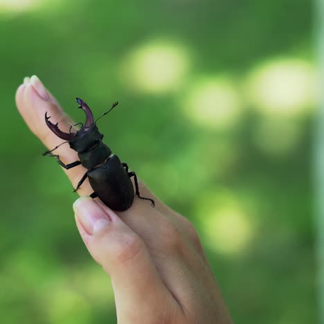stag beetle in hand. lucanus cervus. fighting beetles