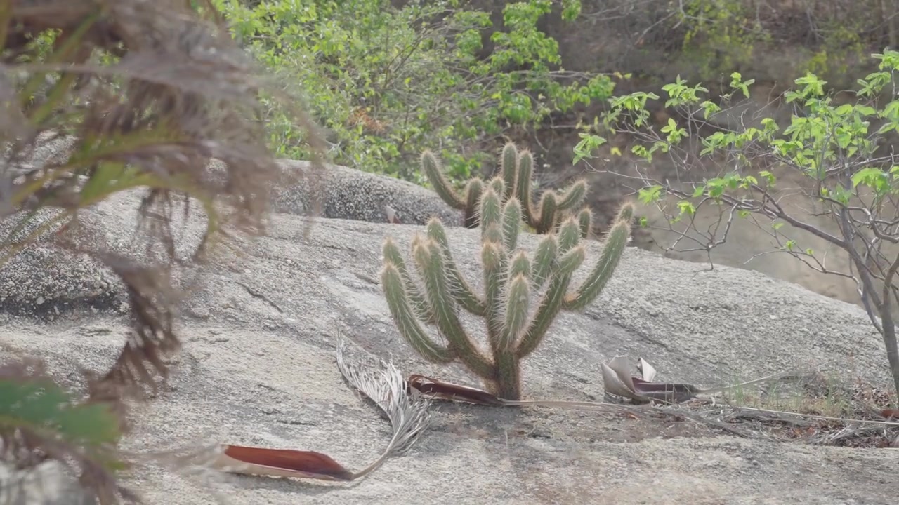 Cactus colonnare su rocce di granito circondato da vegetazione arbustiva secca a Jericoacoara, Brasile.
