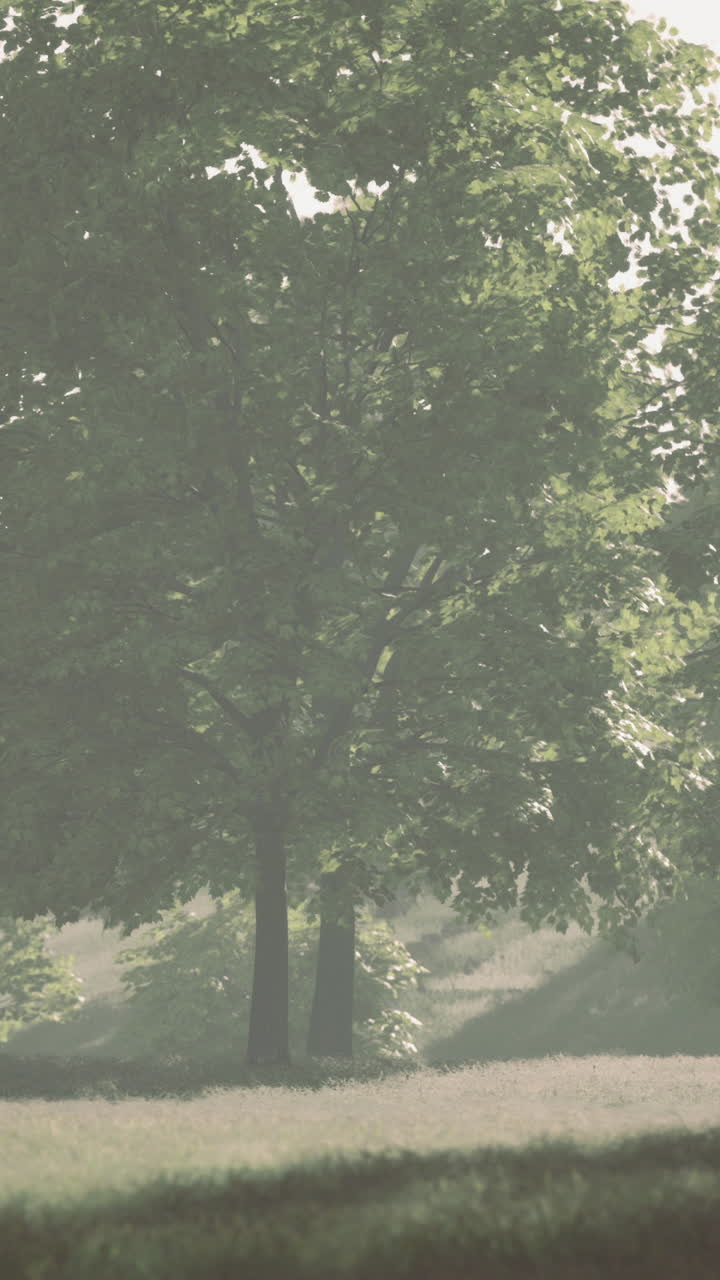 Serene morning light filtering through lush green trees in a tranquil landscape