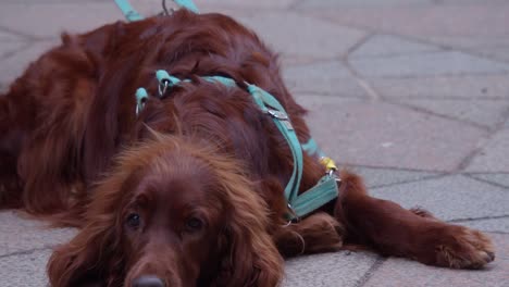 adorable perro setter irlandés rojo yace en la calle de la ciudad mirando a la cámara