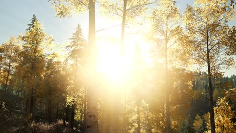 sun shining through pine trees in mountain forest