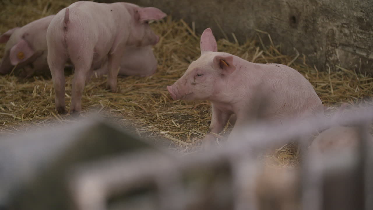축산 농장의 새끼 돼지 10