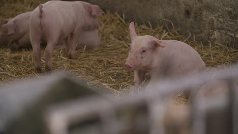 pigs piglets on livestock farm 10