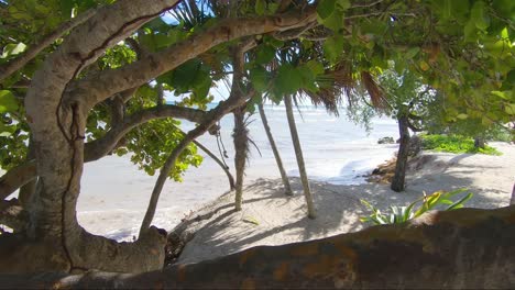 Zeitlupenrückzug-In-Den-Bäumen,-Der-Einen-Wunderschönen-Paradiesischen-Strand-Zeigt