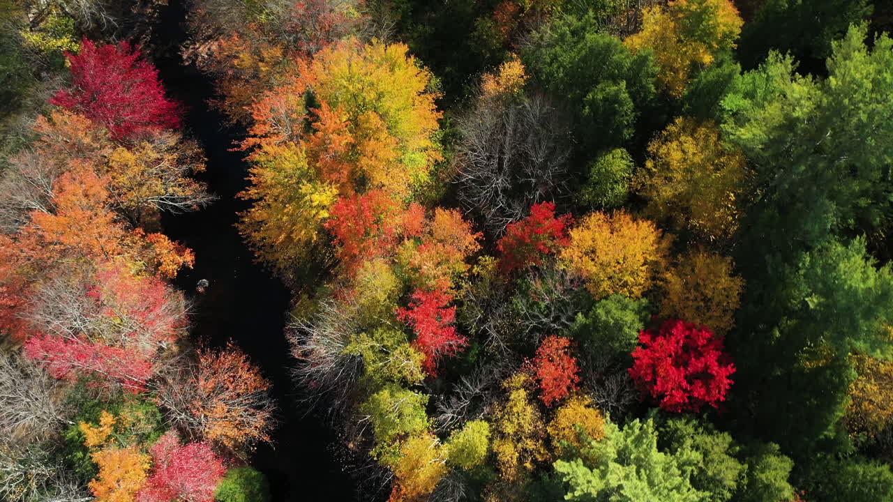 vista aérea de pájaro del pequeño río y colorido bosque exuberante con follaje otoñal en el campo americano