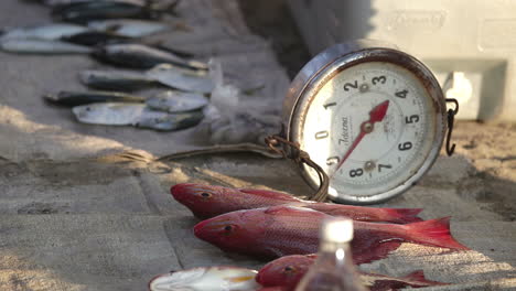 fish market on the coast in mexico