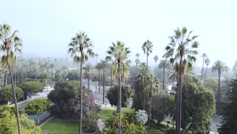 aerial shot rising over palm trees in the city of beverly hills, california, foggy morning
