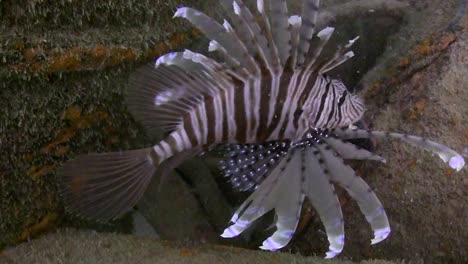 lionfish at junkyard 16