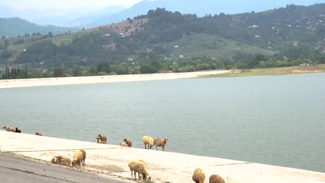 group of sheeps eating grass with the mountain and water basin background. astonishing pastoral scenery with herd of domestic animals at highland.