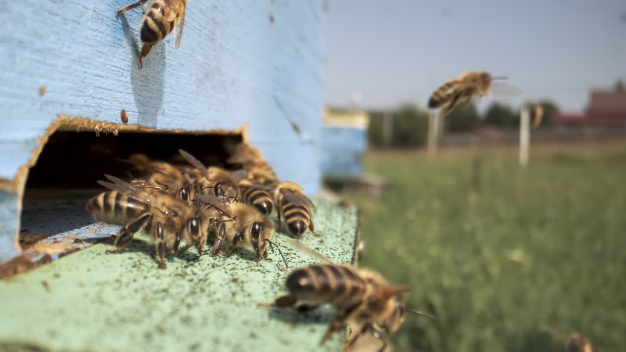 Honey bees fly near a beehive in a slow motion.Bees are best known to humans for their ecological roles as pollinators. Honey bees flying into wooden beehive. Shot on super slow motion camera 800fps