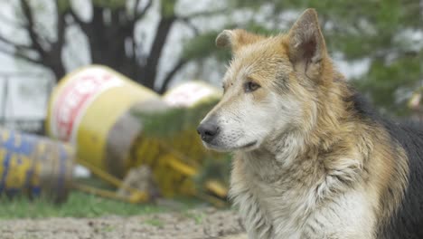 a stray dog in a construction zone