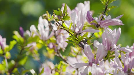 Flores-De-Magnolia-De-Color-Rosa-Claro-Suave-Y-Delicadas-Y-Hojas-De-Color-Verde-Brillante-Cubren-Las-Ramas