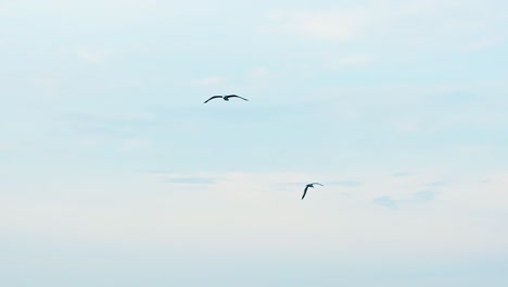 Seagull flying in sky. Small group of seagulls flying against a pale blue sky