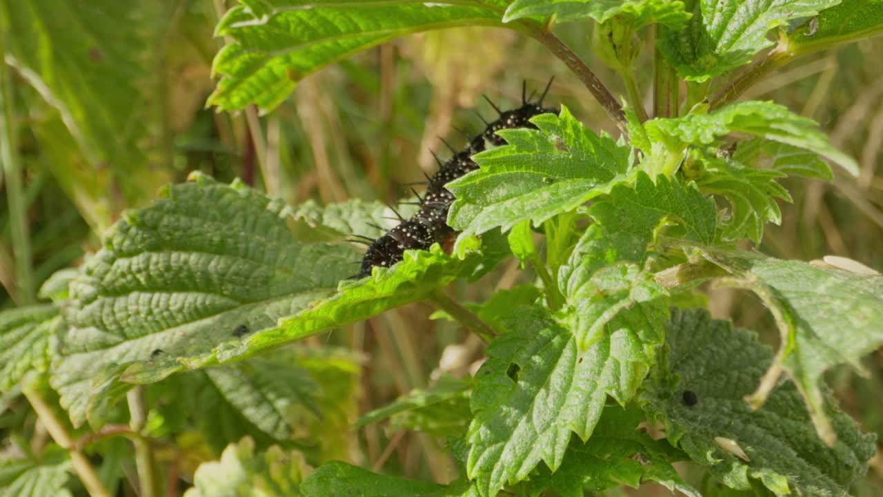 Feeding caterpillar moves slowly along leaf veins in dense wild nettles, head navigates and moves around