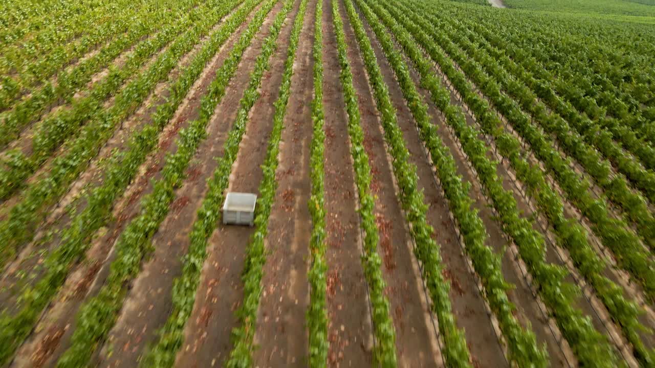 vista aérea de un grupo de personas cosechando uvas de vides en un viñedo, valle de leyda, chile